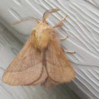 Papillon de nuit: Lasiocampidae: Malacosoma americanum (nom commun: Livrée d'Amérique) 